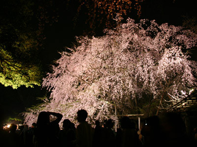 六義園のしだれ桜 写真素材無料壁紙