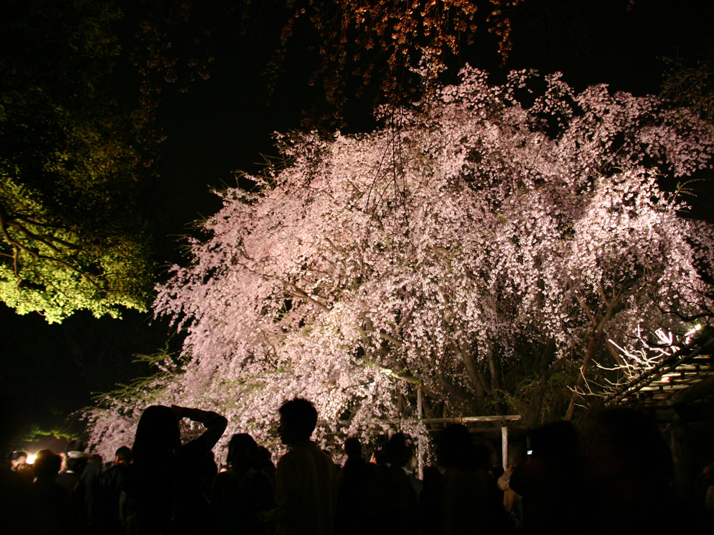 六義園のしだれ桜と集まる人々 写真素材無料壁紙