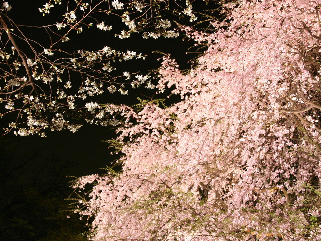しだれ桜 写真素材無料壁紙