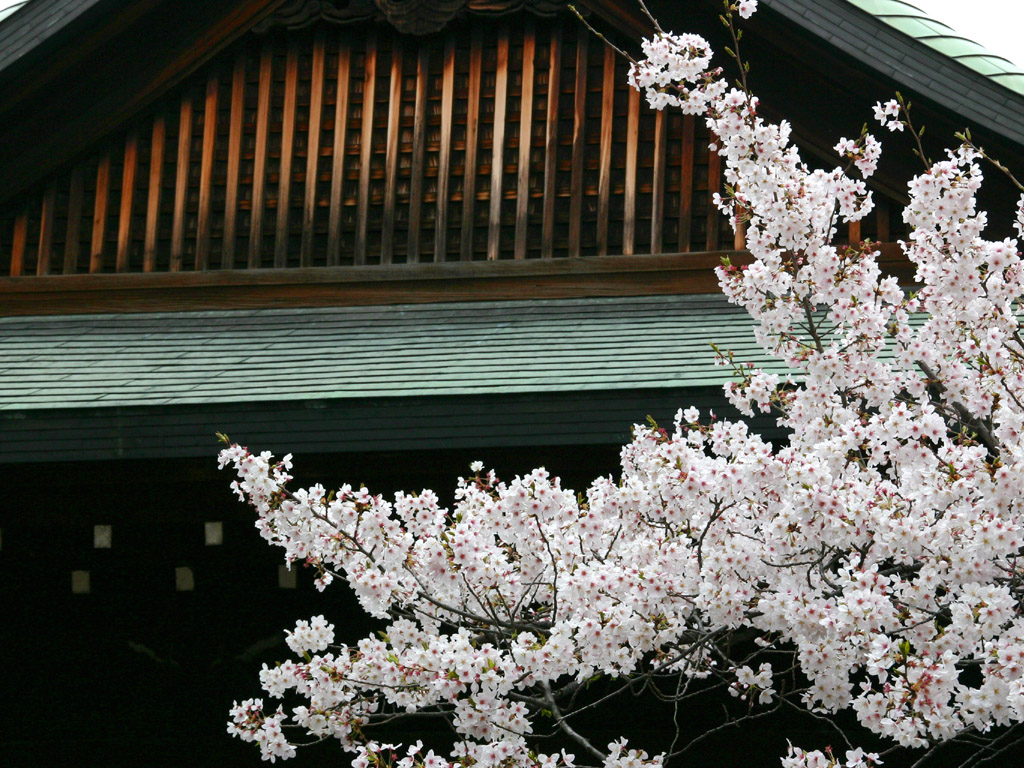 靖国神社と桜2