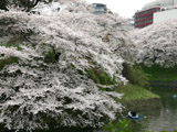 千鳥ケ淵の桜