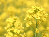 黄色の花畑
