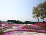 みさと芝桜公園1