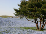 青色の花畑2