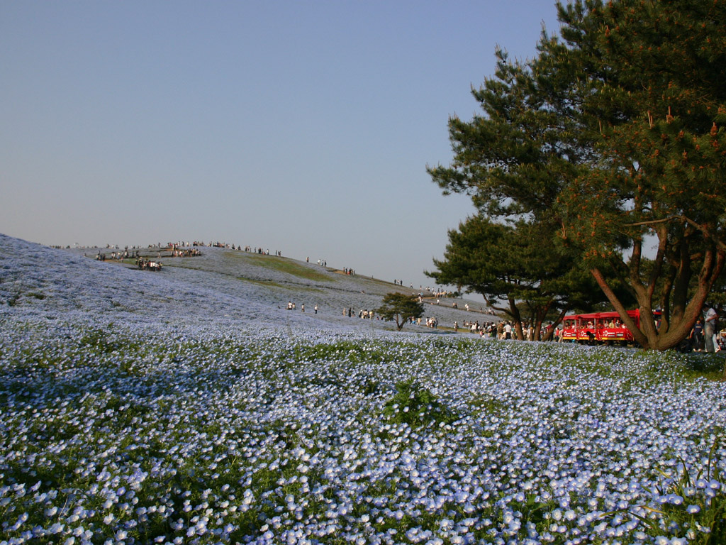 青色の花畑3 写真素材無料壁紙