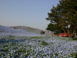 青色の花畑3