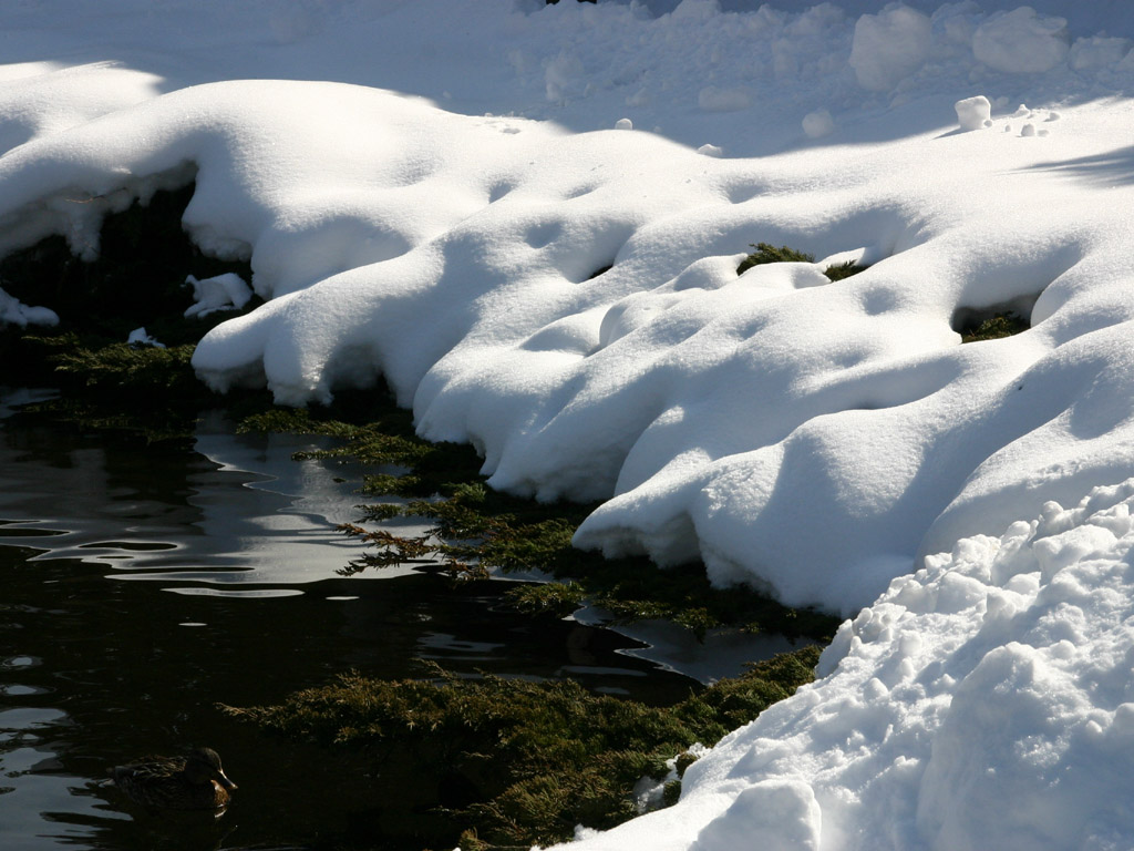池と雪 写真素材無料壁紙
