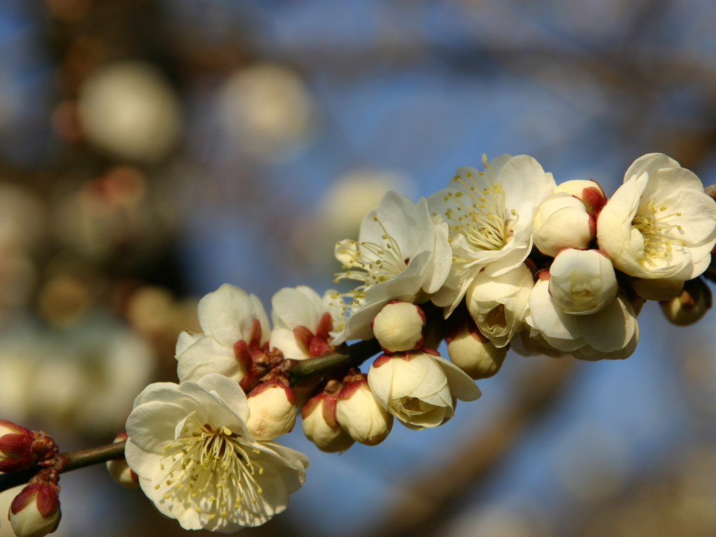 梅の花のアップ 写真素材無料壁紙
