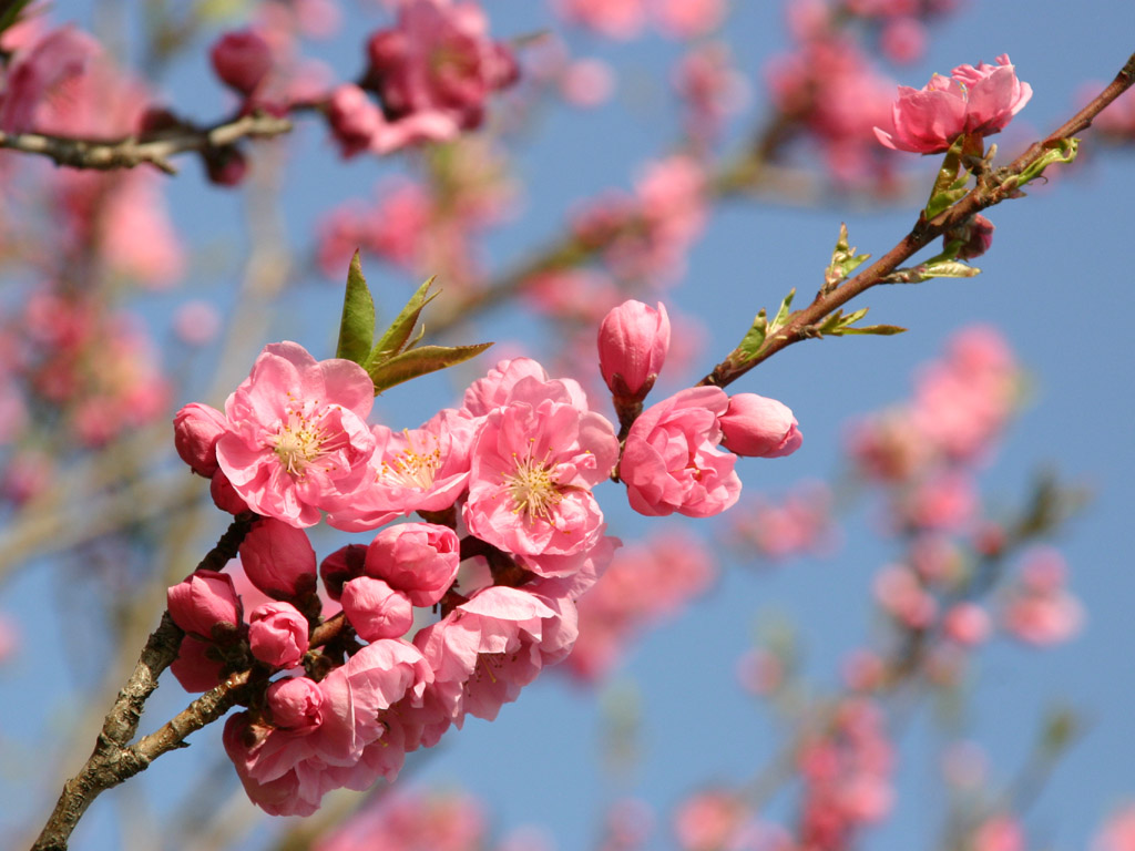 桃の花 写真素材無料壁紙