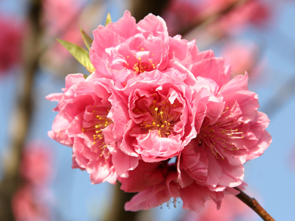 桃の花のアップ 写真素材無料壁紙