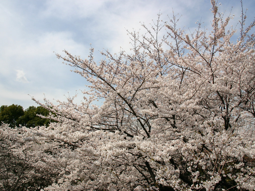 上野公園の桜 写真素材無料壁紙