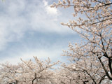 桜並木と空