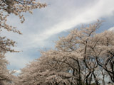 上野恩賜公園の桜並木