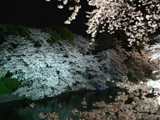 千鳥ケ淵緑道からの桜