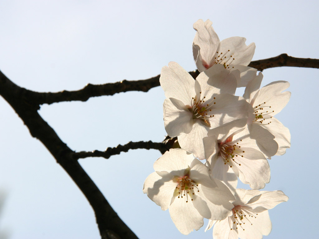 透過光の桜の花 写真素材無料壁紙