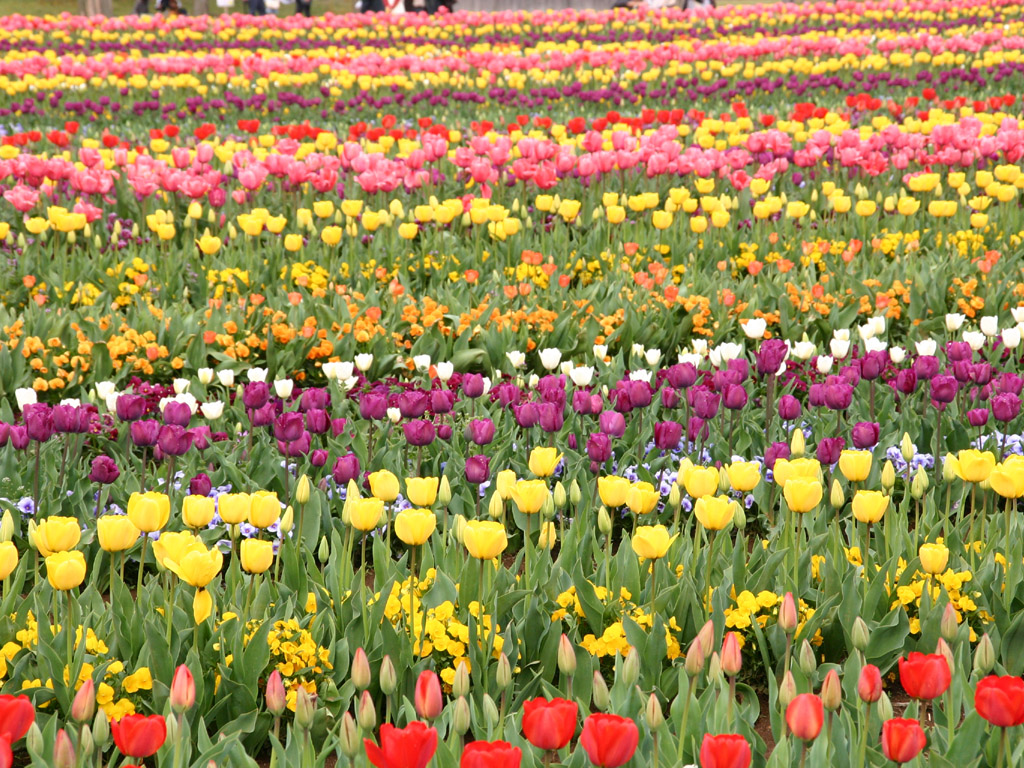 チューリップの花畑 写真素材無料壁紙